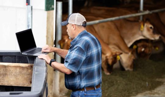 Cattle producer using laptop