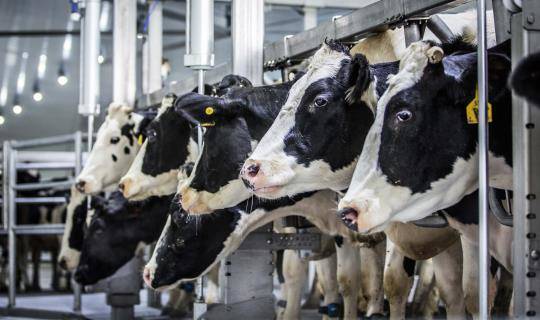 dairy cows drinking water