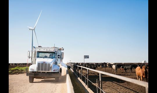 Feed truck driving and dropping feed into trough on cattle farm
