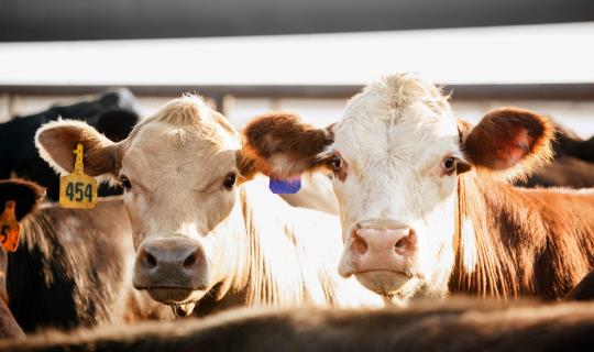 Close-up of two beef cattle