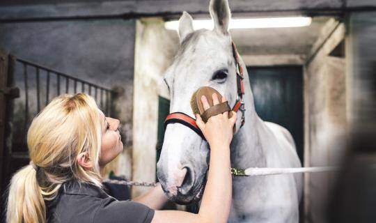 Woman grooming horse in stable