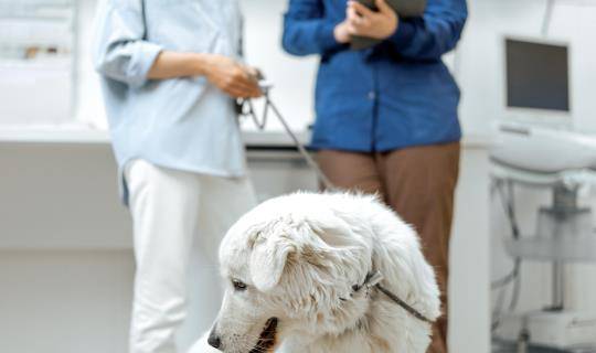 veterinary customer service