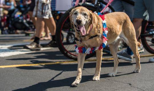 pet parade
