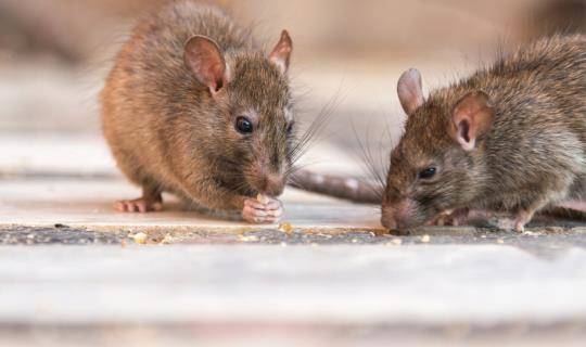 Rats eating off the floor