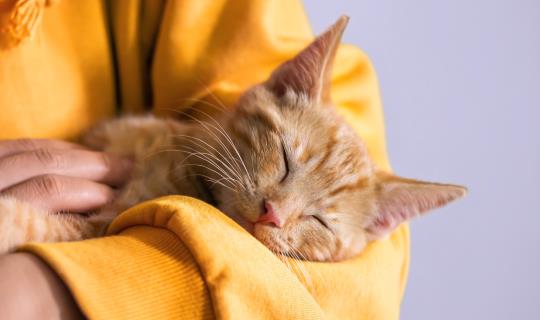 Cute little red kitten lays comfortably on hands of its owner and is sleeping