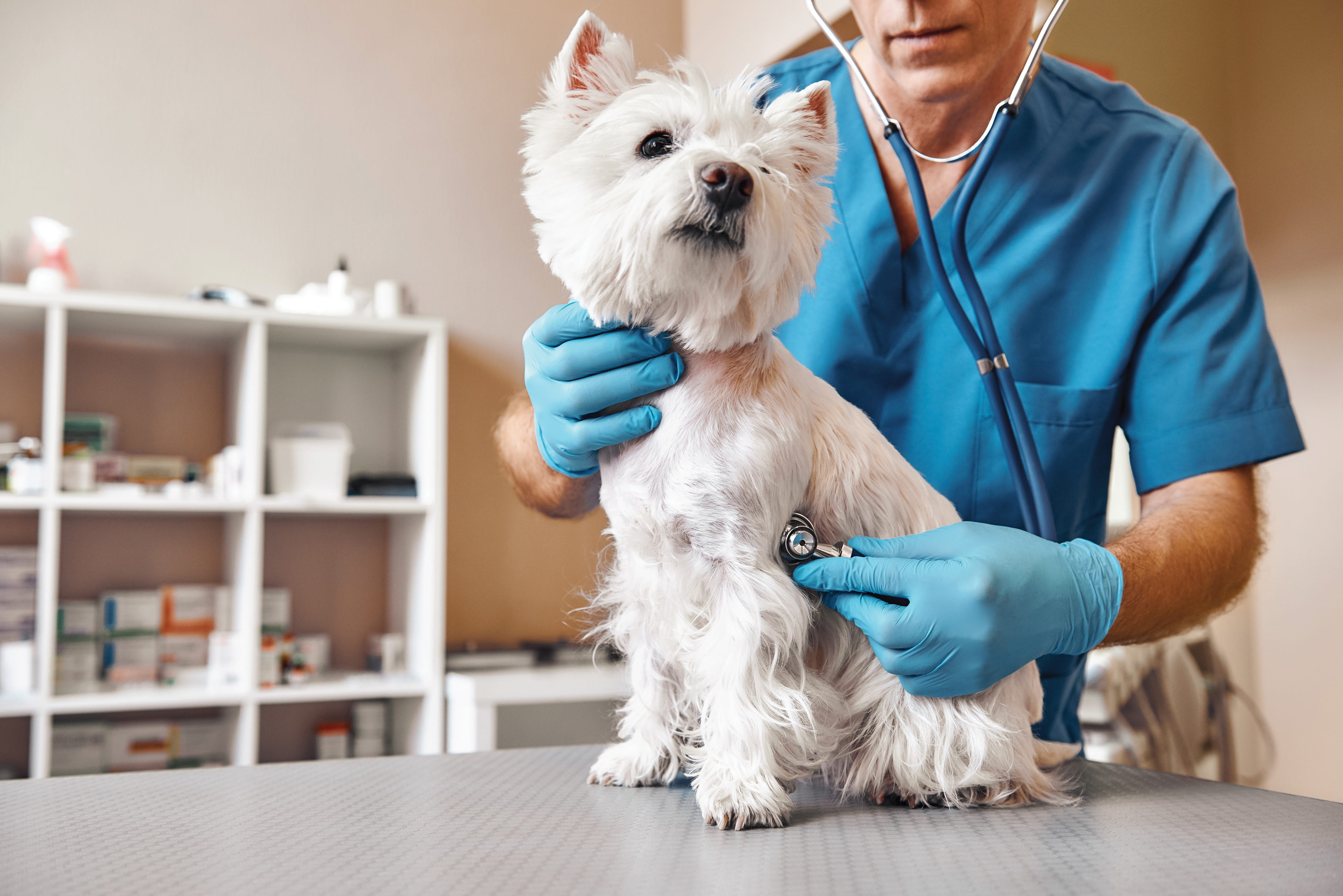 https://www.mwiah.com/-/media/assets/mwianimalhealth/images/insights-images/small-dog-vet.jpg?h=3004&hash=4B87DE8A46AABC36EE4CF6D65526CF14&iar=0&w=4500