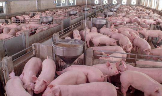 swine farm_fly control