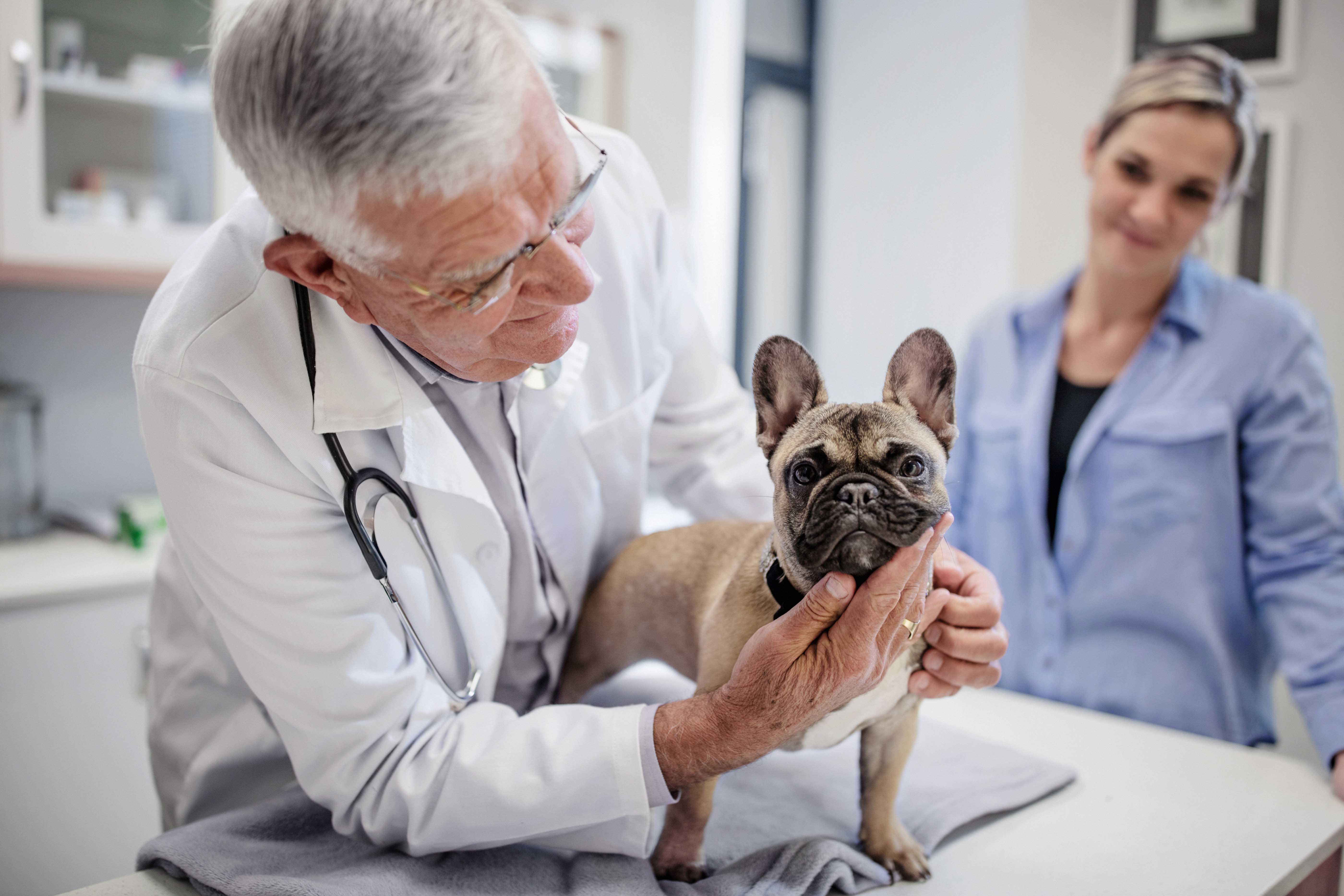 Case study: How the right preventive plan can transform a pet’s health ...