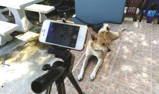 video dog