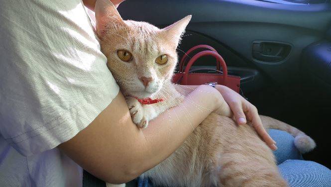 Woman holding cat while sitting in car