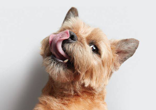 Dog licking its own nose