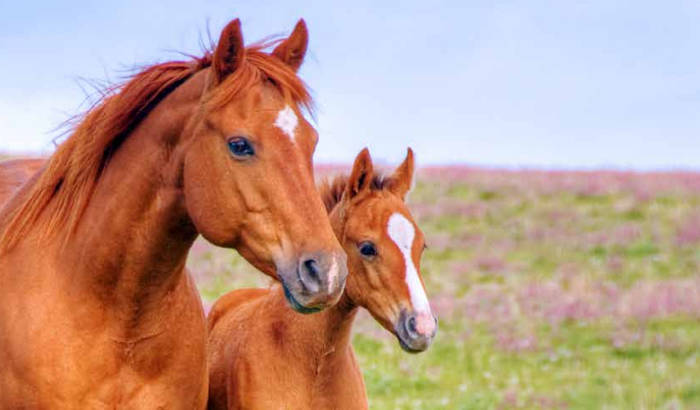 Horse with foal