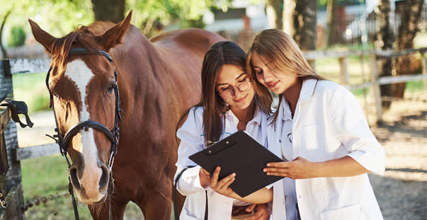 Female veterinarians looking at documentation on a clipboard while examining a horse outside