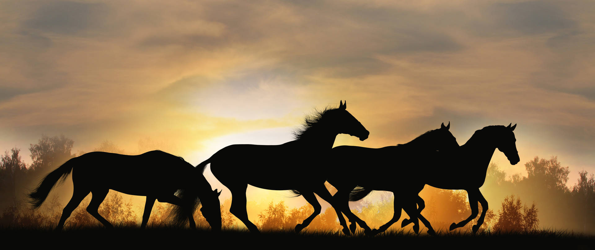 horses running during sunset