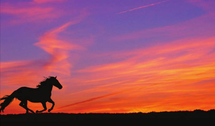 Horse silhouette running at sunset