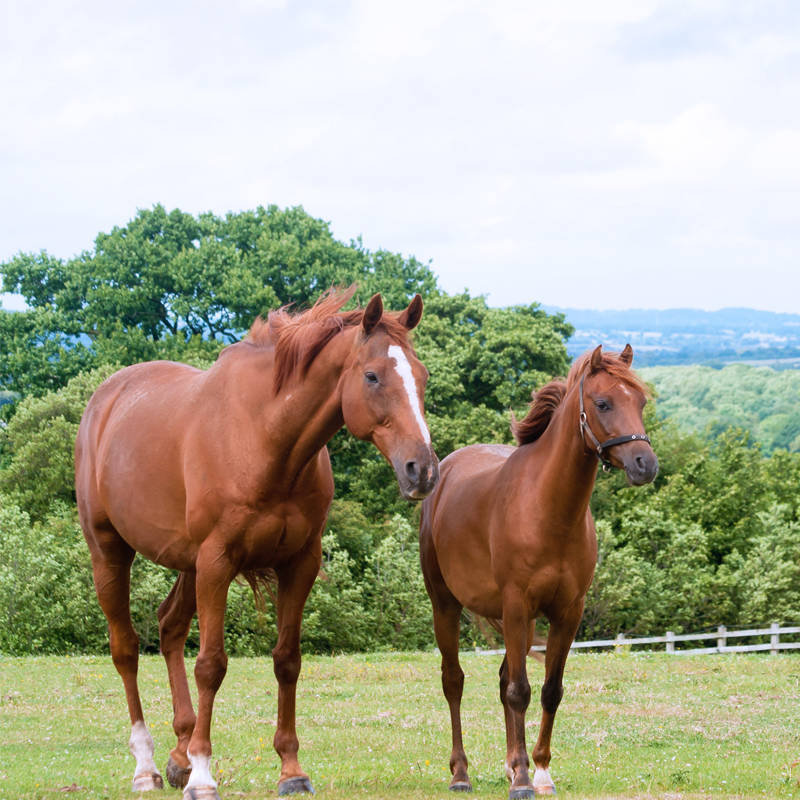 two brown horses in a field