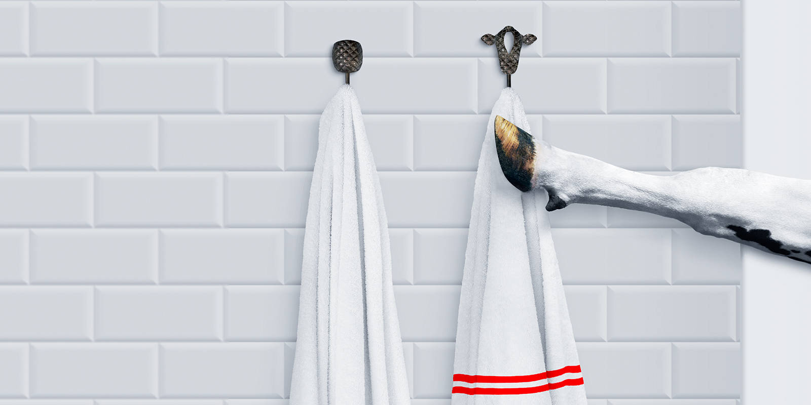 Cow's hoof reaching for a towel
