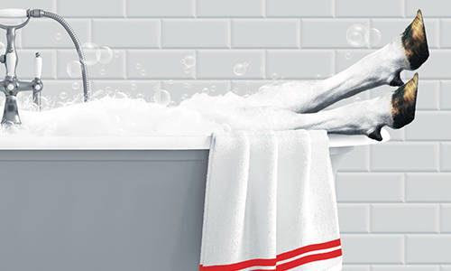 Bovikalc® Dry top reasons (PDF)