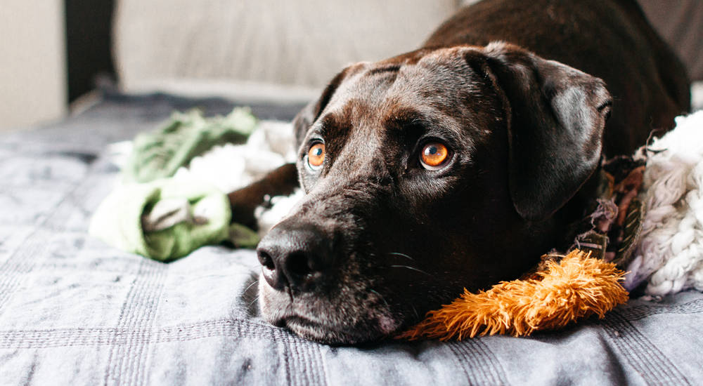 Anxious dog lying on bed
