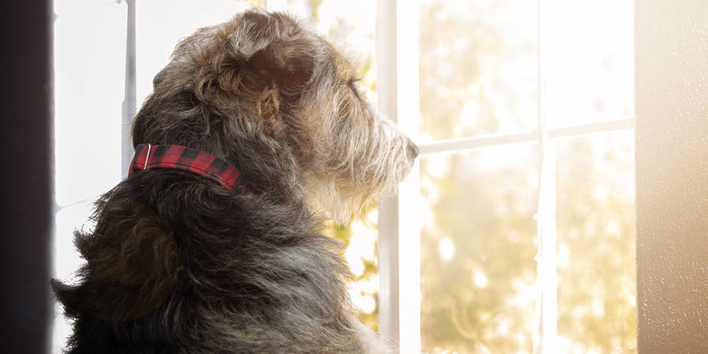Dog with separation anxiety looking out window