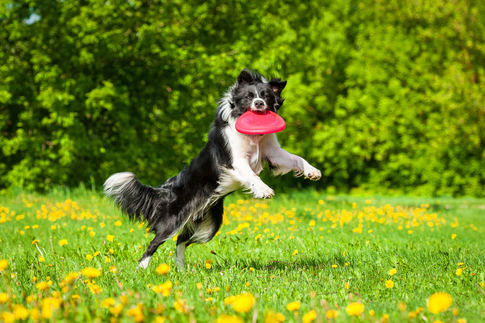 Dog catching frisbee