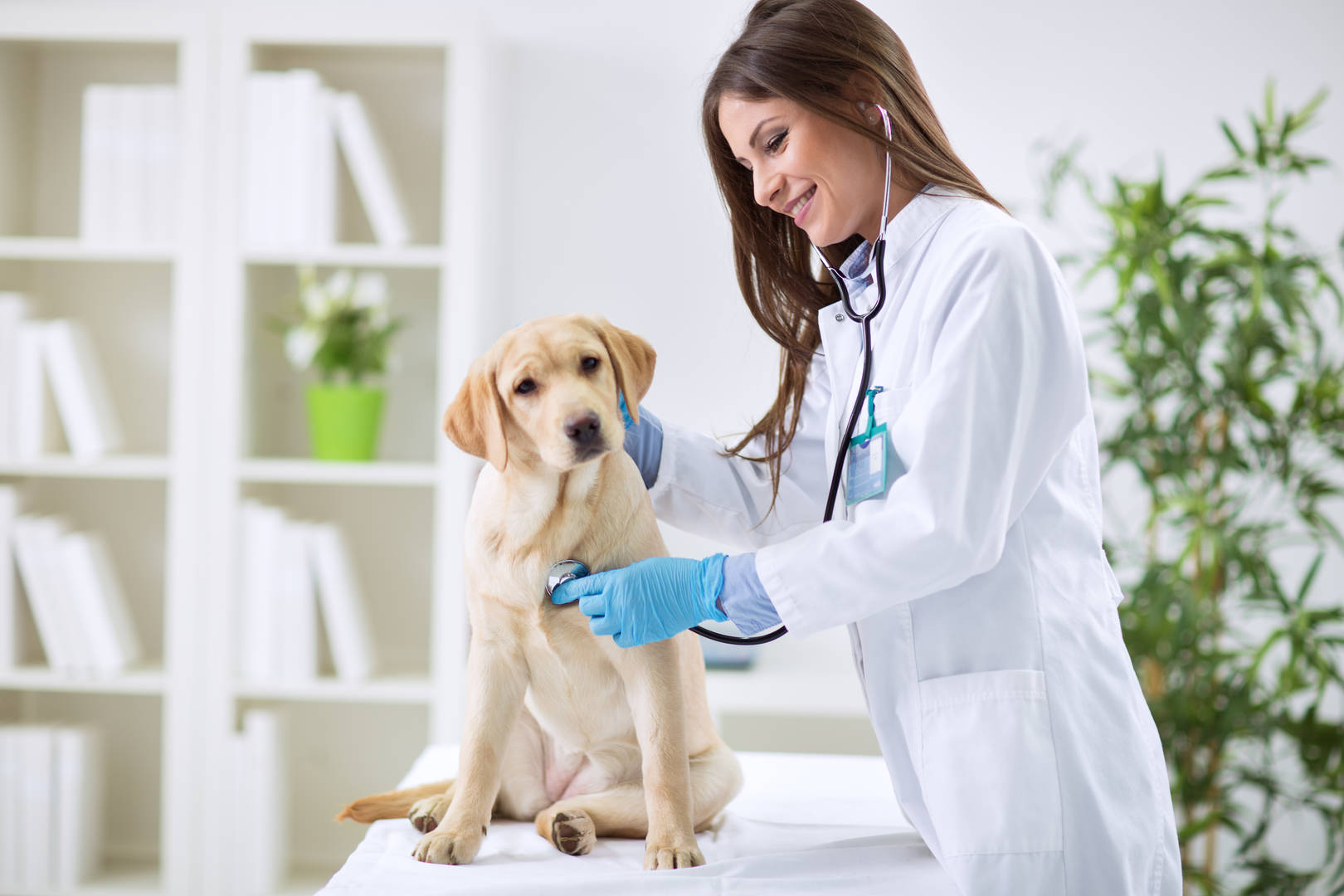 Female veterinarian with dog