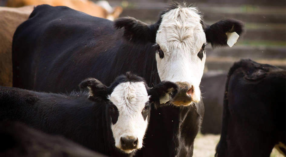 mother cow with calf