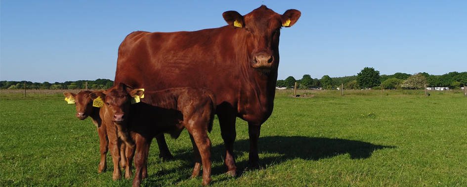 mother cow with calves