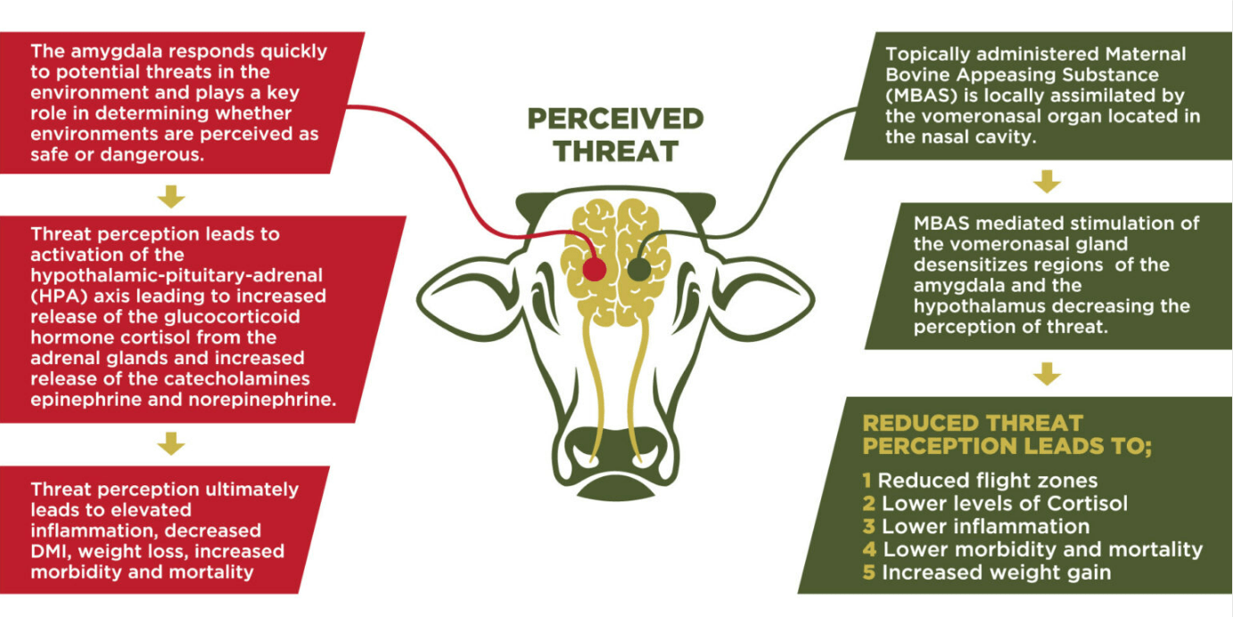 FerAppease® Maternal Bovine Appeasing Substance (MBAS)