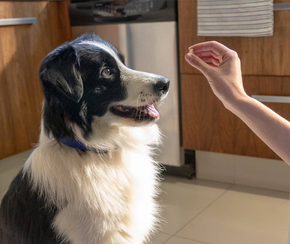 Dog sitting for NexGard PLUS Chew