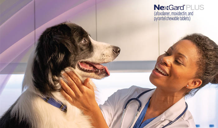 NexGard PLUS: Female veterinarian examining dog