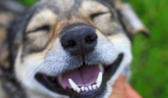 Smiling dog