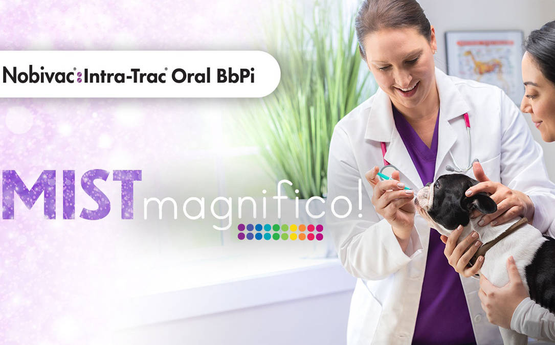 Nobivac Intra-Trac Oral BbPi