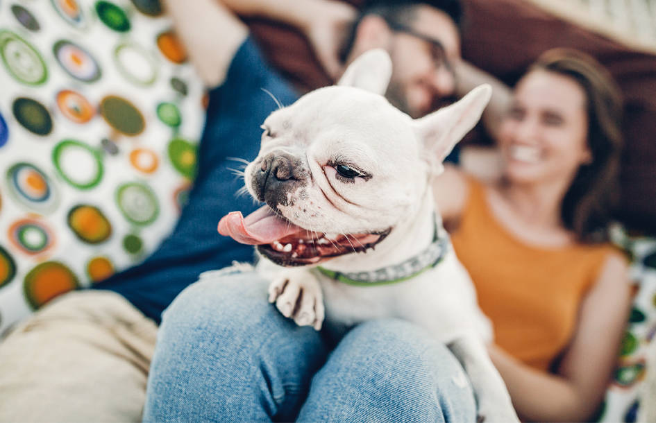 couple laying down with dog on their lap