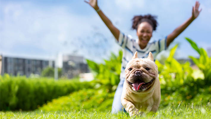 woman cheering on french bulldog as it runs through grassy field