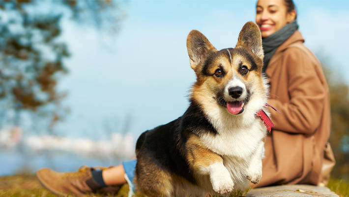 Woman and corgi at the park