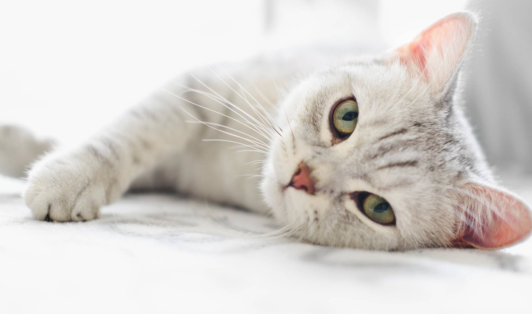 Grey cat with green eyes laying down