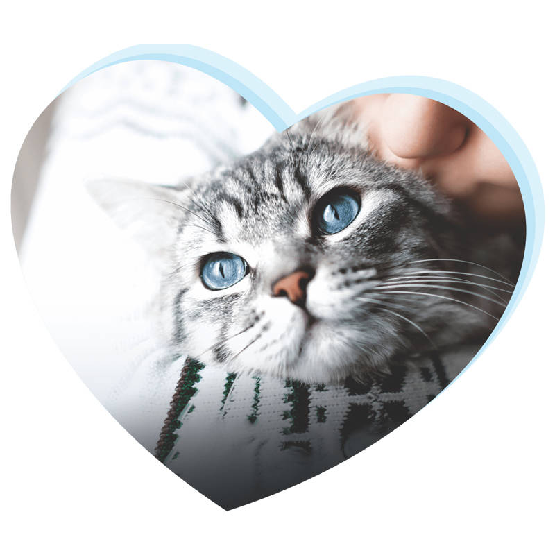 Heart shaped image with Grey cat with blue eyes being kissed by owner