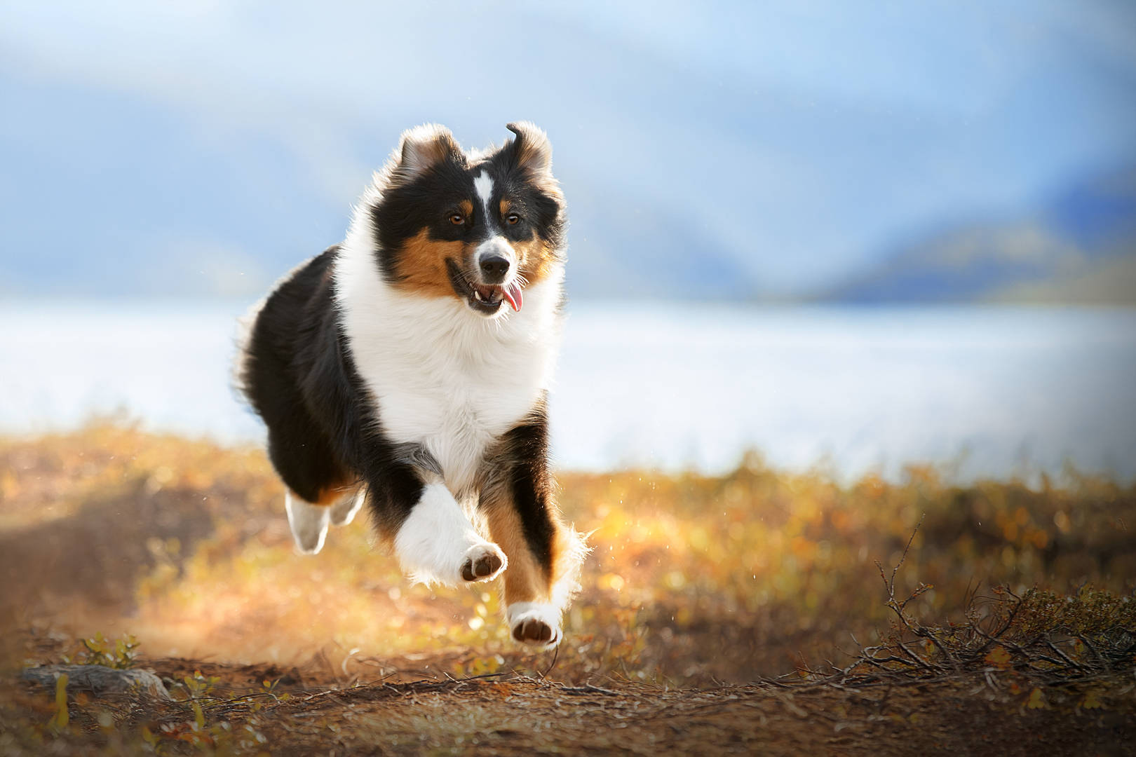 Australian shepherd running