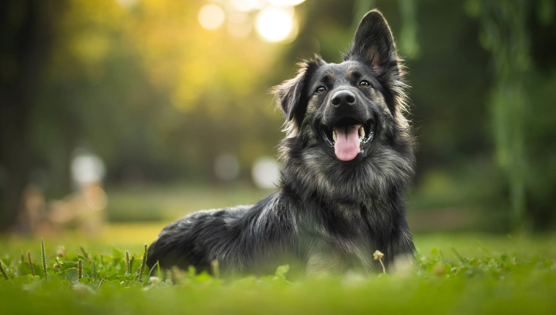 German Shepherd dog laying in grass with one ear up and tongue out