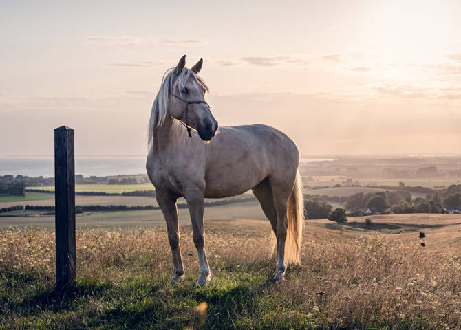 horse standing on hill