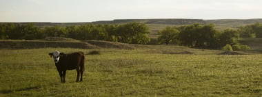 cow standing in grass field