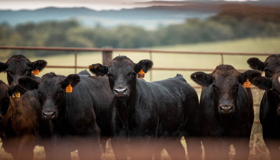 black cows standing in gated field