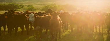 cows standing is grassy field during sunrise
