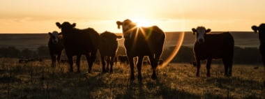 cows standing in field during sunset