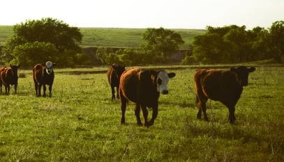 Cows in green pasture