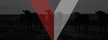 Valcor logo over black and white cow image