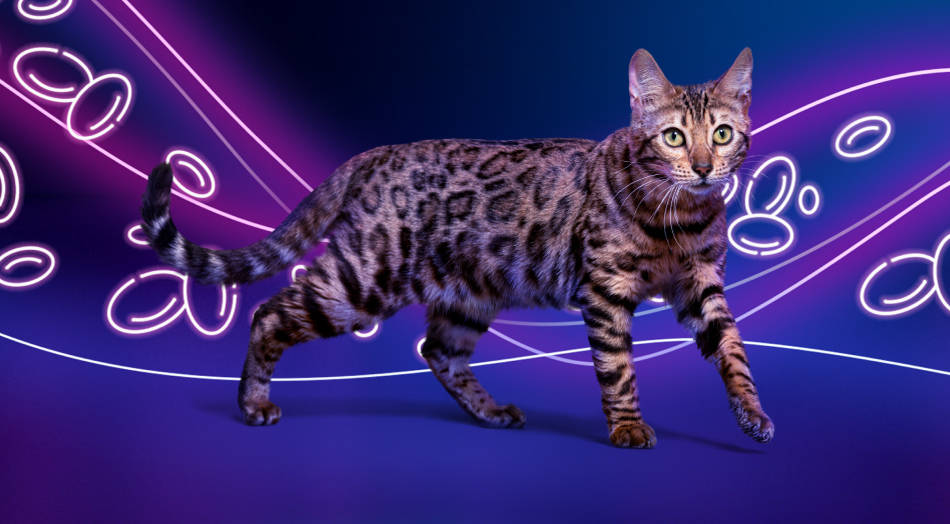 Varenzin™-CA1 (molidustat oral suspension) abstract header with cat