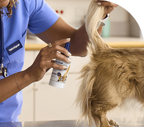 vet spraying glandex on dog