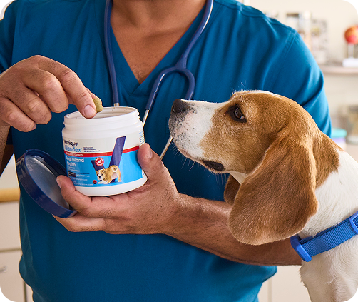 vet giving beagle dog a glandex chew